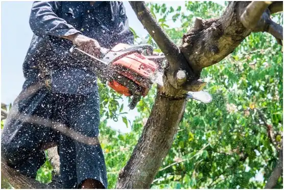 tree services Monongahela